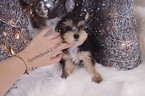 Small #3 Yorkshire Terrier