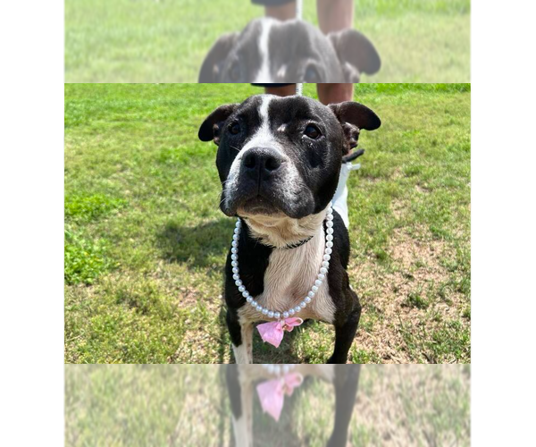 Medium Photo #5 Mutt Puppy For Sale in Abbeville, LA, USA