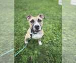 Small #9 Mutt