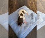 Small Photo #10 German Shorthaired Pointer Puppy For Sale in TIPTONVILLE, TN, USA