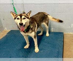 - Mix Dogs for adoption in Woodland, CA, USA