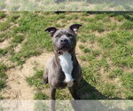 Small #2 American Pit Bull Terrier