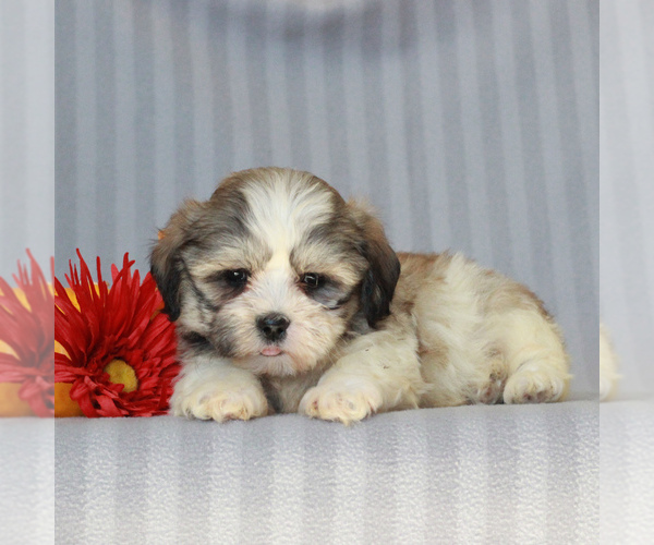 Medium Photo #4 Zuchon Puppy For Sale in NARVON, PA, USA