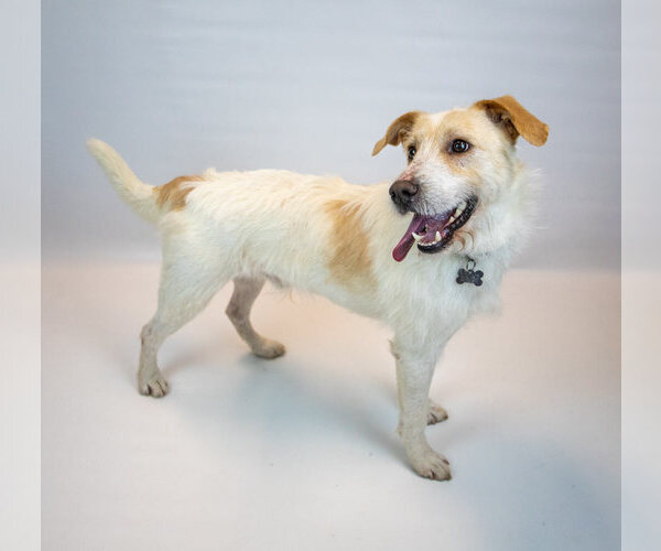 Medium Photo #5 Mutt Puppy For Sale in Kennesaw, GA, USA