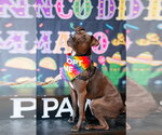 Small #1 American Pit Bull Terrier Mix