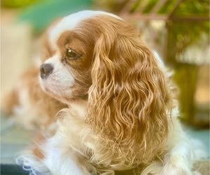 Mother of the Cavalier King Charles Spaniel puppies born on 04/18/2024