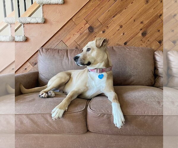 Medium Photo #9 Mutt Puppy For Sale in Fargo, ND, USA