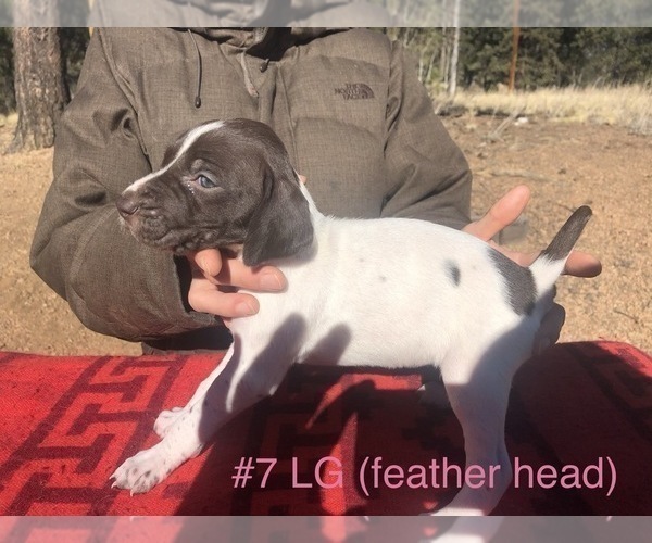 Medium Photo #3 German Shorthaired Pointer Puppy For Sale in FLORISSANT, CO, USA