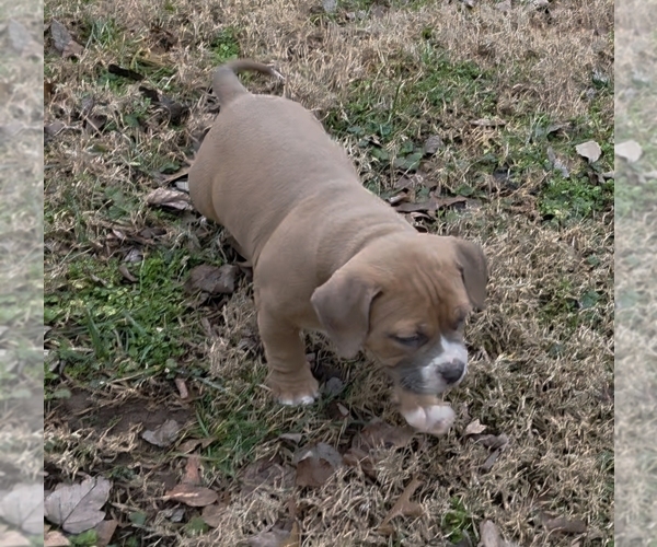 Medium Photo #9 American Bully Puppy For Sale in PADUCAH, KY, USA