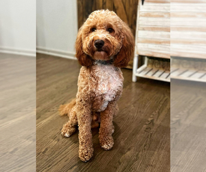 Father of the Goldendoodle (Miniature) puppies born on 04/30/2025