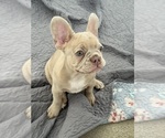 Small #9 French Bulldog