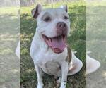 Small Photo #2 Mutt Puppy For Sale in Texas City, TX, USA