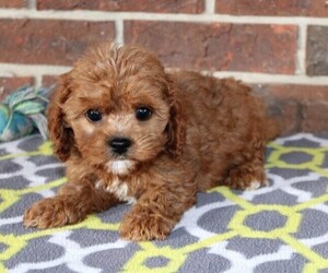 Cavapoo Puppy for sale in CLARKRANGE, TN, USA