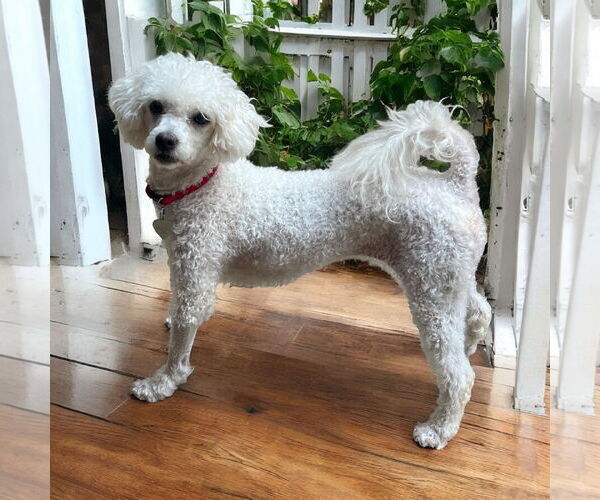 Medium Photo #1 Poodle (Miniature) Puppy For Sale in Pacolet, SC, USA