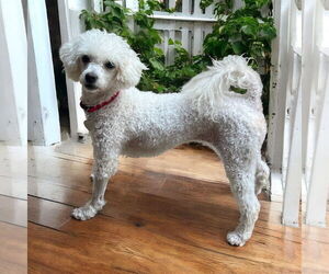 Poodle (Miniature) Dogs for adoption in Pacolet, SC, USA