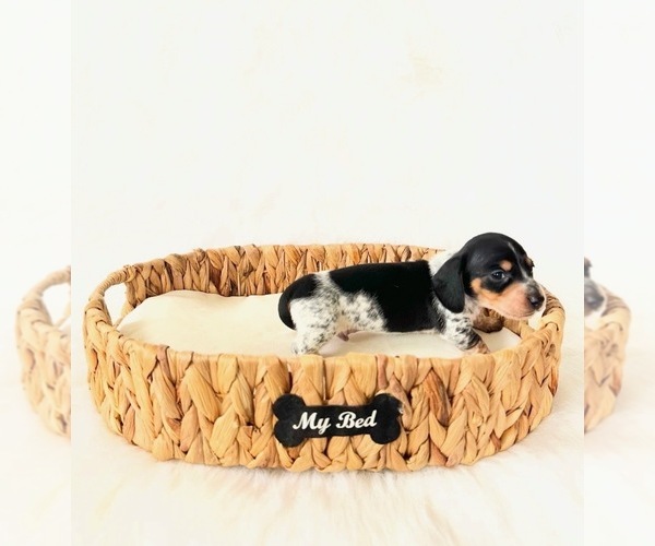Medium Photo #5 Dachshund Puppy For Sale in DAVIS, CA, USA