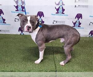 American Pit Bull Terrier Dogs for adoption in Orlando, FL, USA