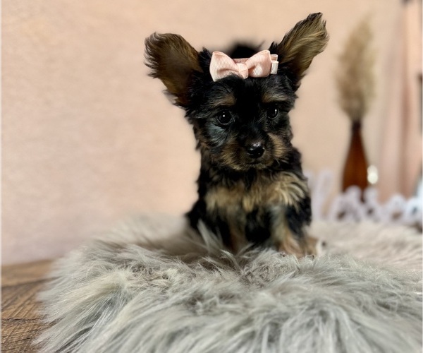 Medium Photo #1 YorkiePoo Puppy For Sale in NAPPANEE, IN, USA