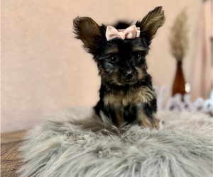 YorkiePoo Puppy for sale in NAPPANEE, IN, USA