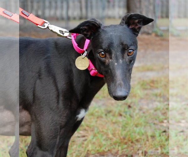 Medium Photo #1 Greyhound Puppy For Sale in Cherry Hill, NJ, USA
