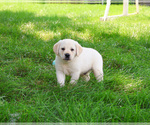 Small #3 Labrador Retriever