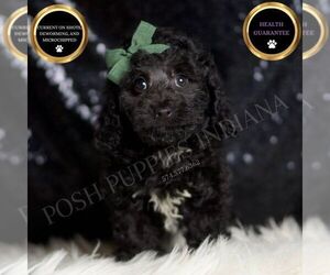 Medium Poodle (Toy)