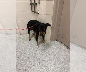 Labrador Retriever-Unknown Mix Dogs for adoption in Conroe, TX, USA