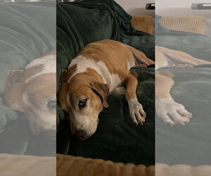 COURTESY POST: Shihka - Female Beagle-Unknown Mix Dog for Adoption - Photo #2