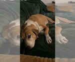Small Photo #2 Beagle-Unknown Mix Puppy For Sale in Miami, FL, USA