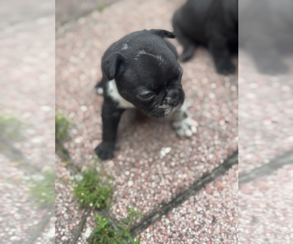 Medium Photo #4 French Bulldog Puppy For Sale in LUTZ, FL, USA