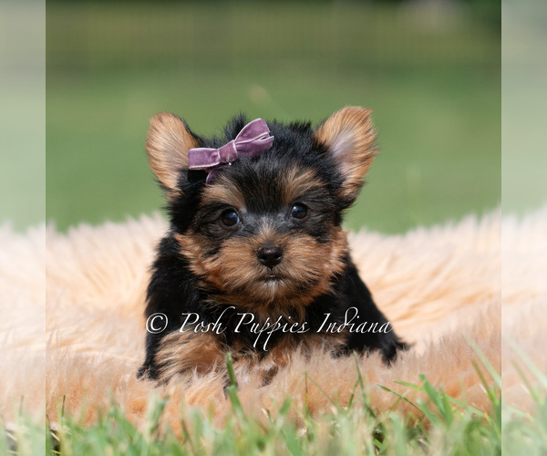 Medium Photo #61 Yorkshire Terrier Puppy For Sale in WARSAW, IN, USA