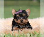 Small Photo #61 Yorkshire Terrier Puppy For Sale in WARSAW, IN, USA