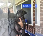 Small Labrador Retriever Mix