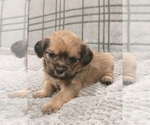 Small Photo #1 Puggle-Shih Tzu Mix Puppy For Sale in NEW YORK MILLS, MN, USA