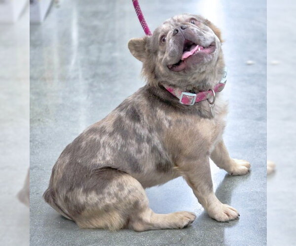 Medium Photo #3 French Bulldog Puppy For Sale in Chino Hills, CA, USA