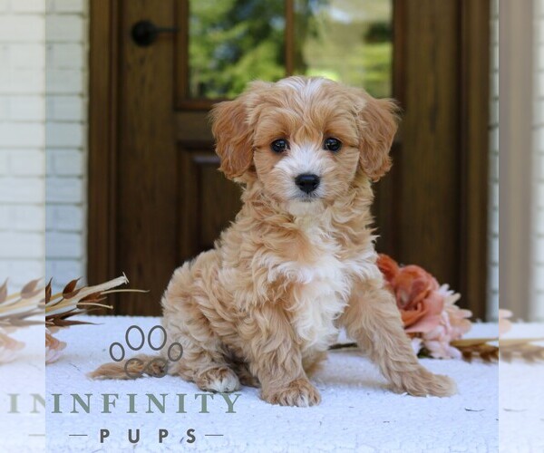 Medium Photo #4 Cavapoo (Miniature) Puppy For Sale in NARVON, PA, USA