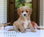 Small #3 Cavapoo (Miniature)