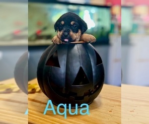 Rottweiler Puppy for sale in SAINT CLAIR, MI, USA