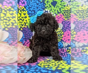 Poovanese Puppy for sale in LEOLA, PA, USA