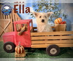 Small Photo #3 Mutt Puppy For Sale in Arcadia, FL, USA