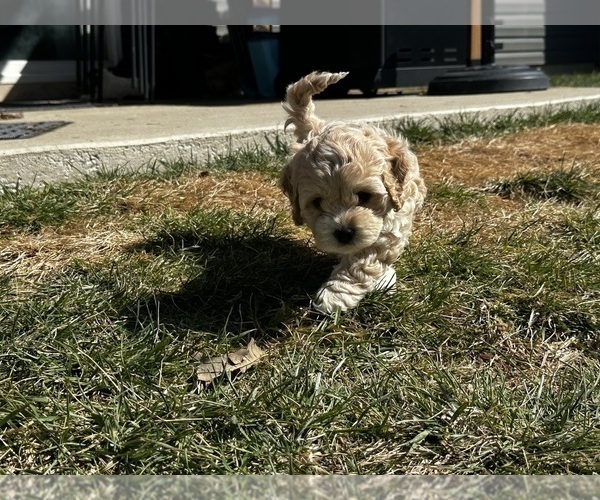 Medium Photo #21 Cockapoo (Miniature) Puppy For Sale in GREENTOWN, IN, USA