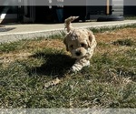 Small Photo #21 Cockapoo (Miniature) Puppy For Sale in GREENTOWN, IN, USA