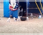 Small Photo #22 American Pit Bull Terrier-Labrador Retriever Mix Puppy For Sale in MOORESBORO, NC, USA