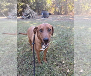 Scooter - Male Mutt Dog for Adoption - Photo #2