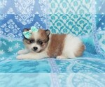 Small Photo #5 Pomeranian Puppy For Sale in LANCASTER, PA, USA