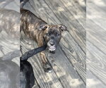 Small #1 Boxer Mix