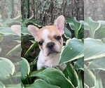 Small Photo #3 French Bulldog Puppy For Sale in CLARE, IL, USA