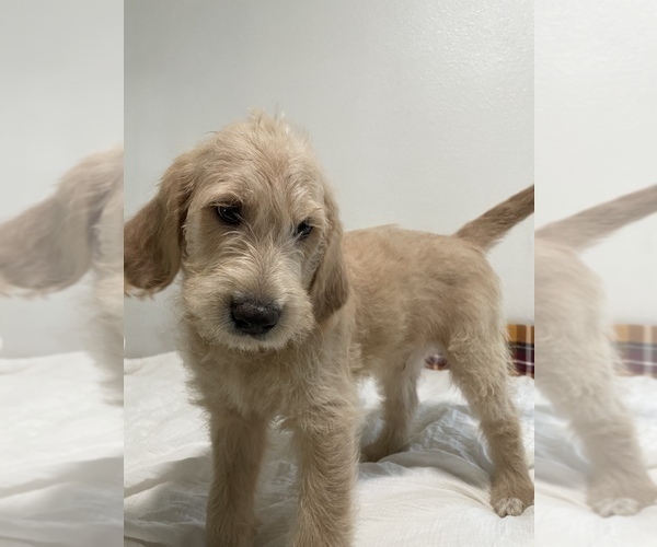 Full screen Photo #1 Labradoodle Puppy For Sale in NORTH HIGHLANDS, CA, USA