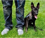 Small Photo #6 Dutch Shepherd Dog Puppy For Sale in CHARLESTON, WV, USA