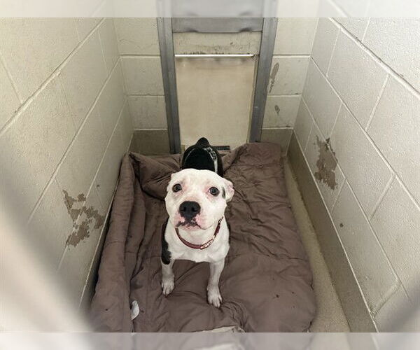 Medium Photo #1 American Pit Bull Terrier Puppy For Sale in Decatur, IL, USA